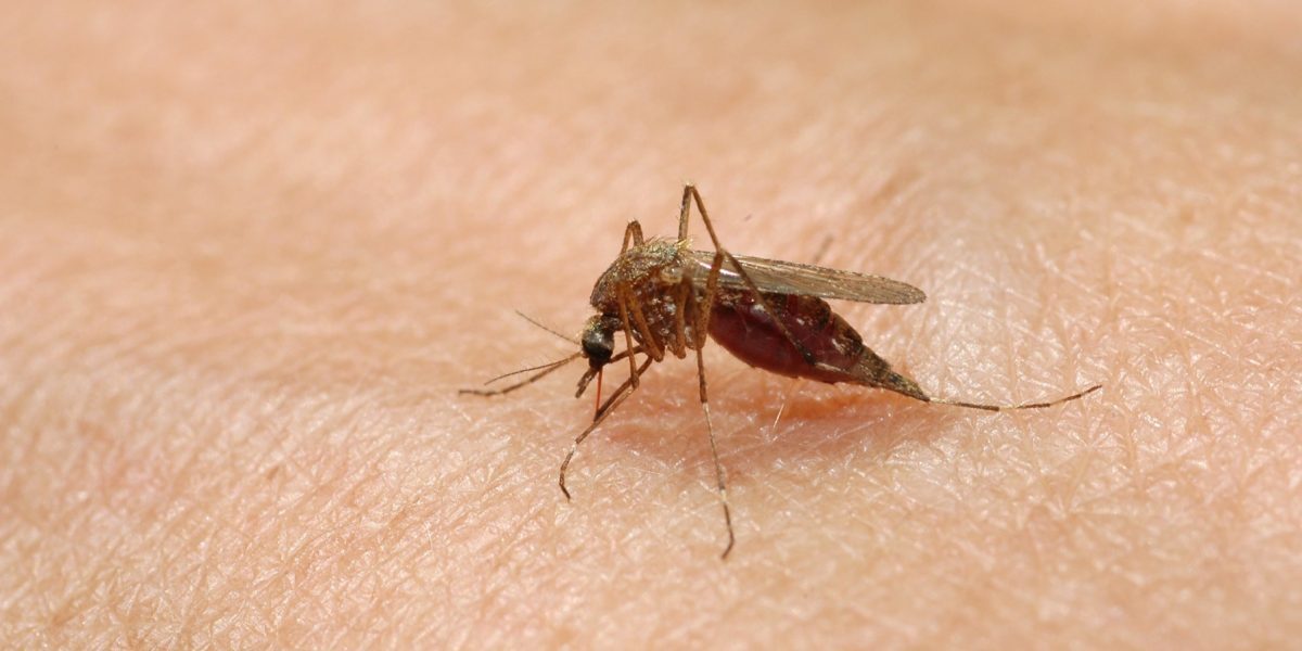 Țânțari modificați eliberați în SUA: speranță anti-pesticide
