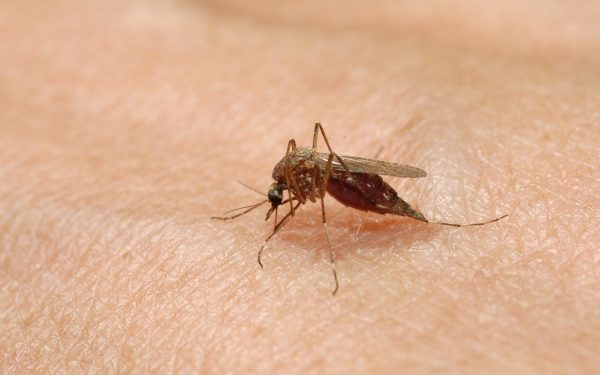 Țânțari modificați eliberați în SUA: speranță anti-pesticide