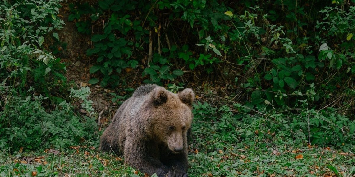 Cioban Mușcat de Urs în Argeș în Timp ce-și Apăra Oile