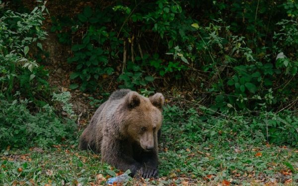 Cioban Mușcat de Urs în Argeș în Timp ce-și Apăra Oile