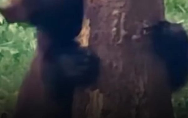 Baloo, ursul amuzant din Broșteni, surprins de Romsilva