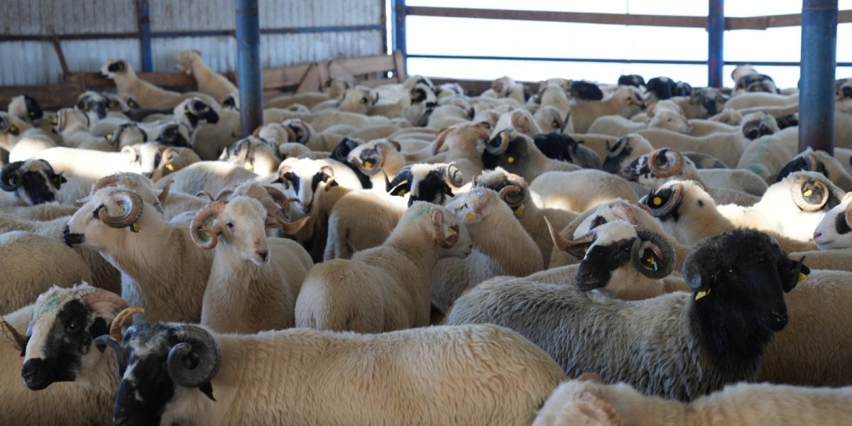 ANSVSA: Vaccinarea ovinelor începe rapid. Cum ajută planul sectorul