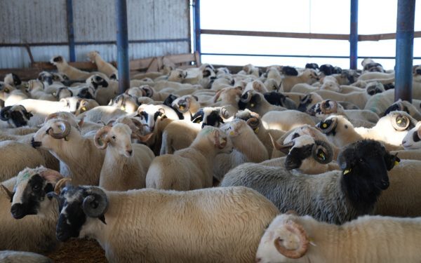 ANSVSA: Vaccinarea ovinelor începe rapid. Cum ajută planul sectorul