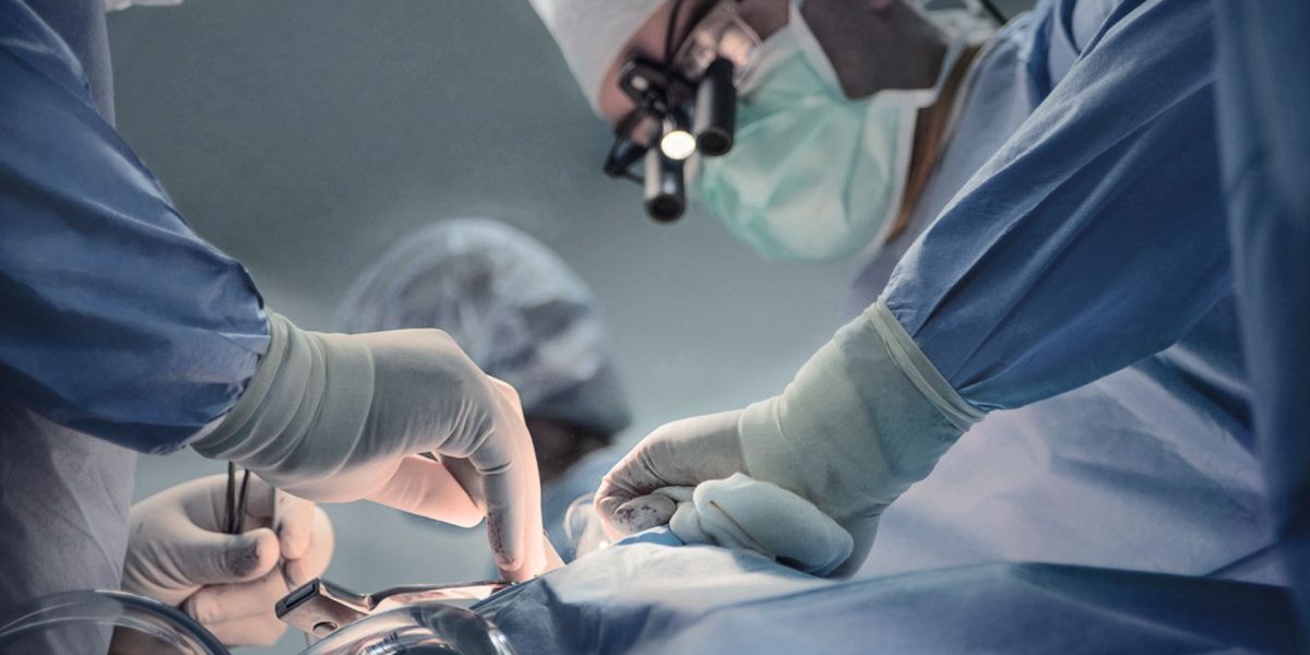 Rinichi de porc, performanță uluitoare în medicină: 9 luni funcțional