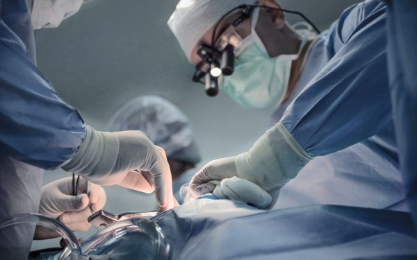 Rinichi de porc, performanță uluitoare în medicină: 9 luni funcțional
