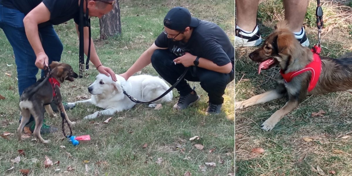 Bodycam pentru câini vagabonzi: Senatul a dat undă verde