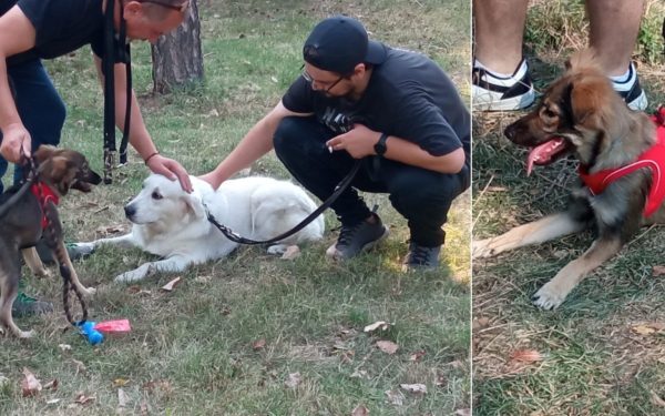 Bodycam pentru câini vagabonzi: Senatul a dat undă verde