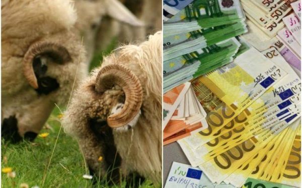 APIA dă 14,61 euro/cap ovină pentru furaje