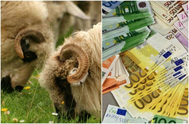 APIA dă 14,61 euro/cap ovină pentru furaje
