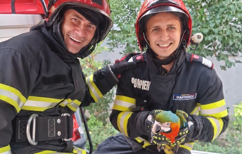 Pompieri din Tulcea au salvat pui de papagal