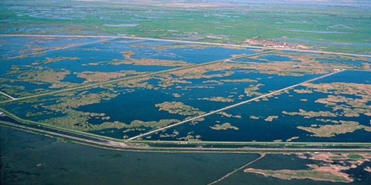 Dezastru ecologic în SUA: Ce s-a întâmplat în sanctuarul păsărilor