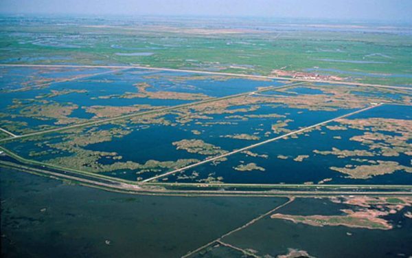 Dezastru ecologic în SUA: Ce s-a întâmplat în sanctuarul păsărilor