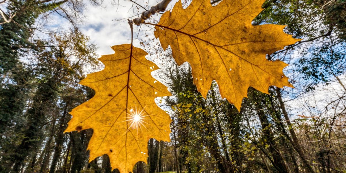 ANM: Vremea 5-12 oct. – Temperaturi ciudate pentru România
