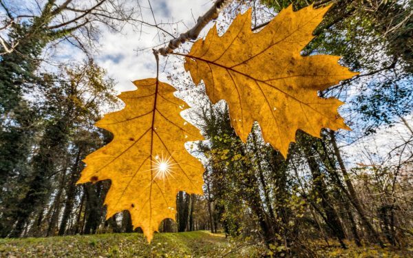 ANM: Vremea 5-12 oct. – Temperaturi ciudate pentru România