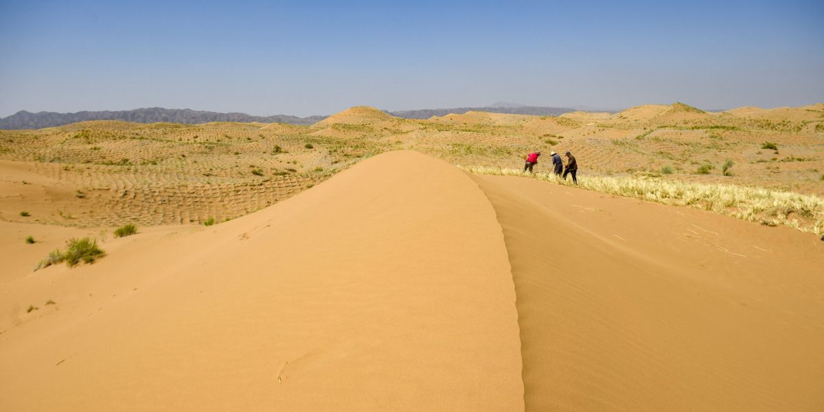 Deșertul Atacama înflorește: spectacol colorat pe uscatul planetei