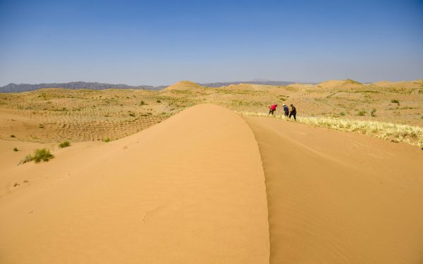 Deșertul Atacama înflorește: spectacol colorat pe uscatul planetei